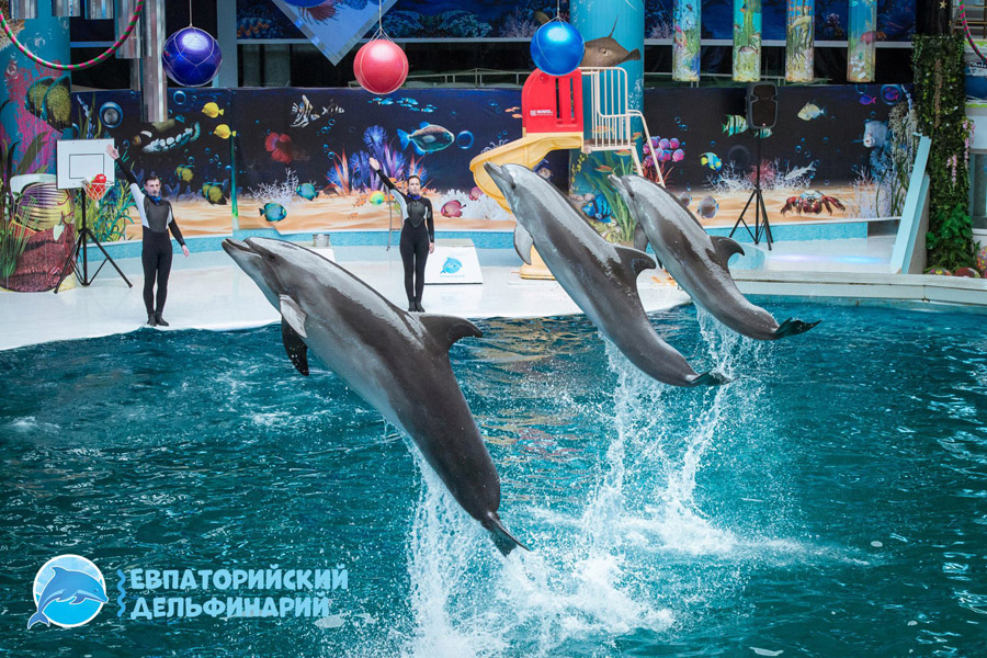 Отдых на Западе Крыма: дельфинарий